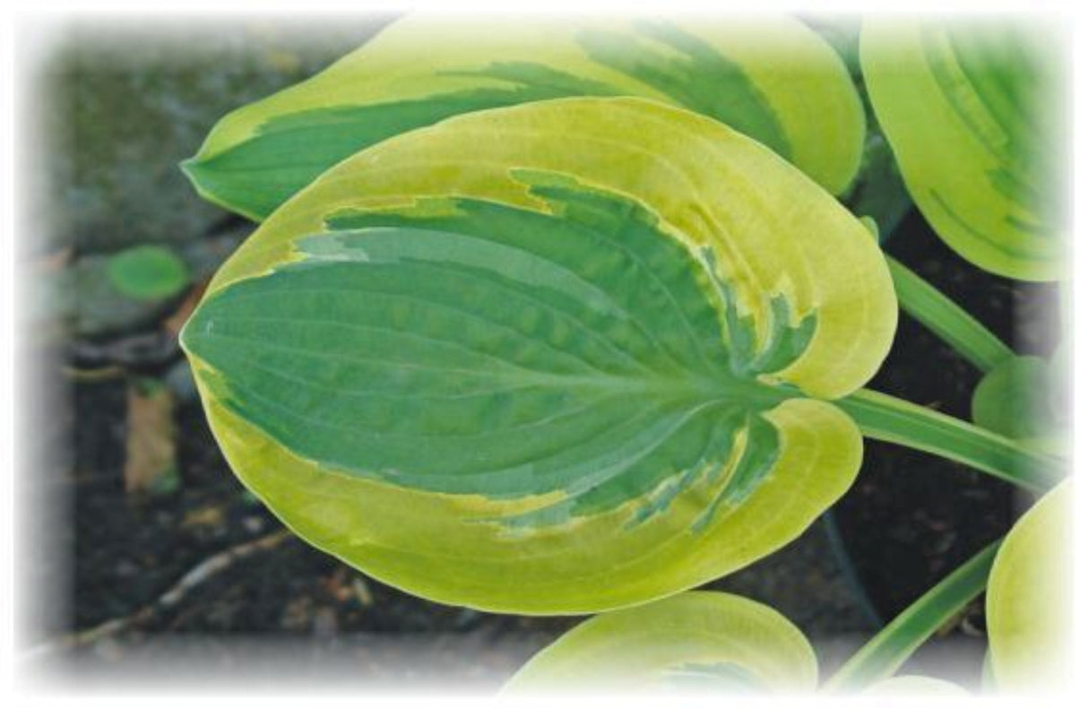 Li'l Abner Hosta