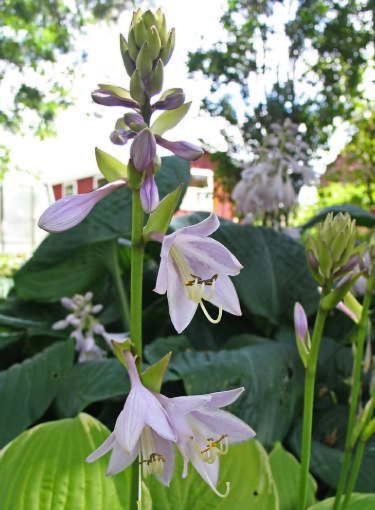 Sea Dream Hosta Courtesy of The Hosta Library