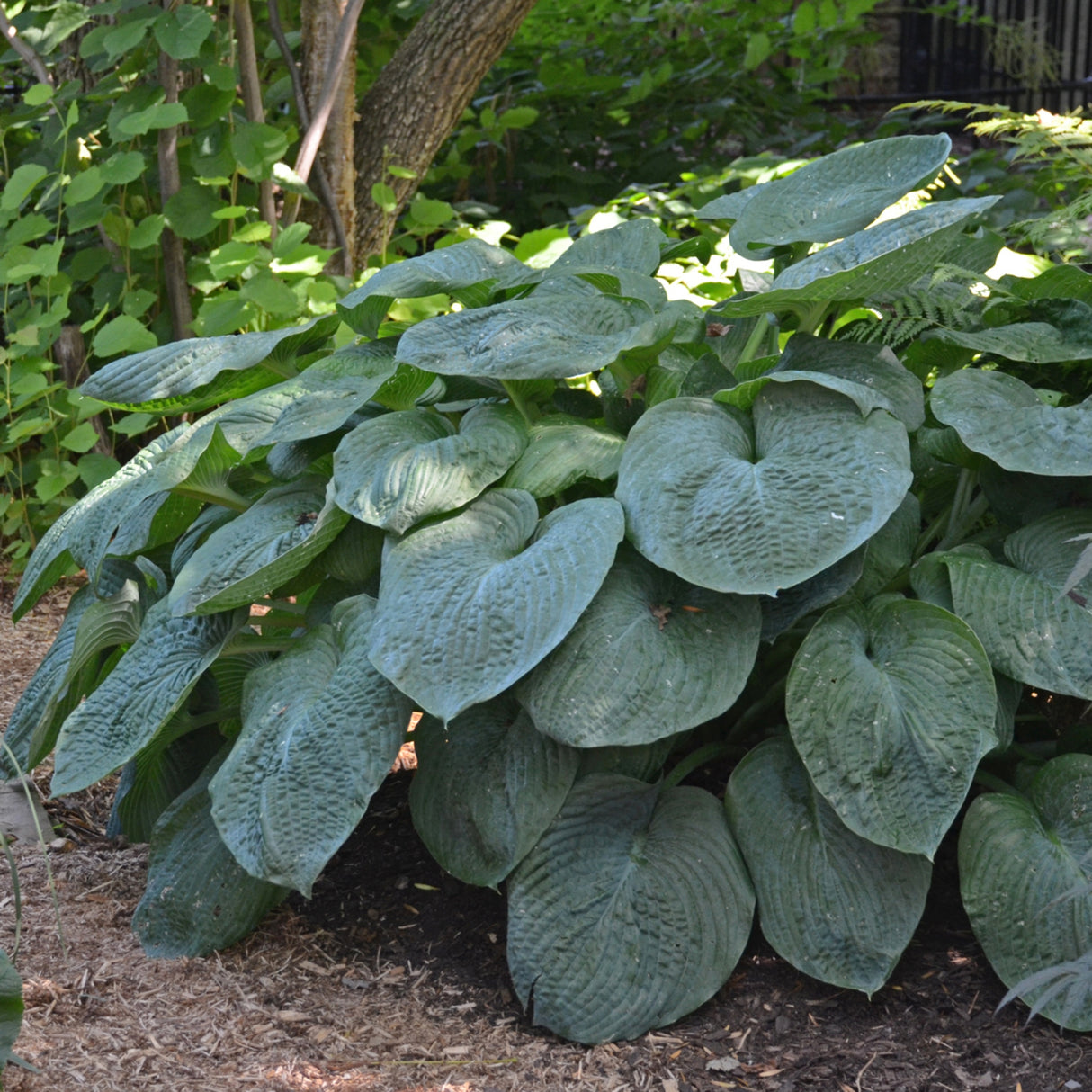 sieboldiana 'Elegans' Hosta