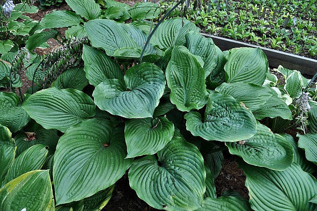 '1st and Ten' Hosta Courtesy of Green Hill Farm