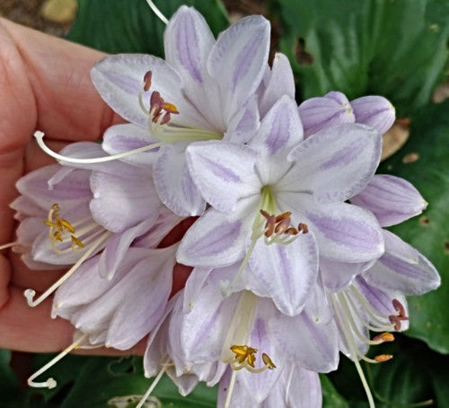 Hosta 'A Scape Plan' Courtesy of Ed McHugh and the Hosta Library
