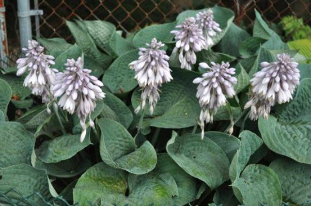 'Abundant Love' Hosta Courtesy of Doug Beilstein
