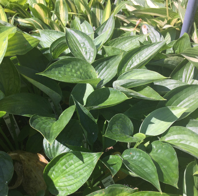 'Abundant Love' Hosta From NH Hostas