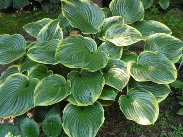 All That Jazz Hosta