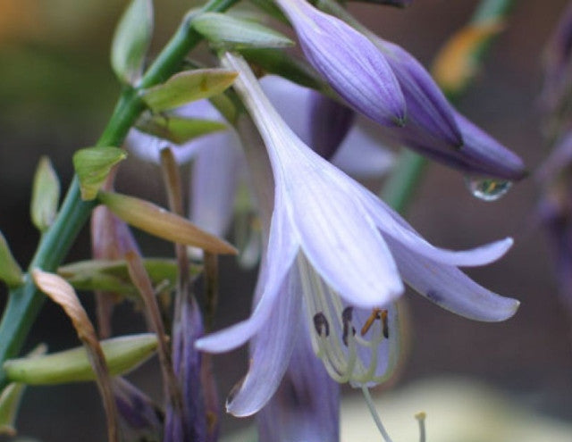 Hosta 'All Aflutter' Flower Courtesy of Don Dean