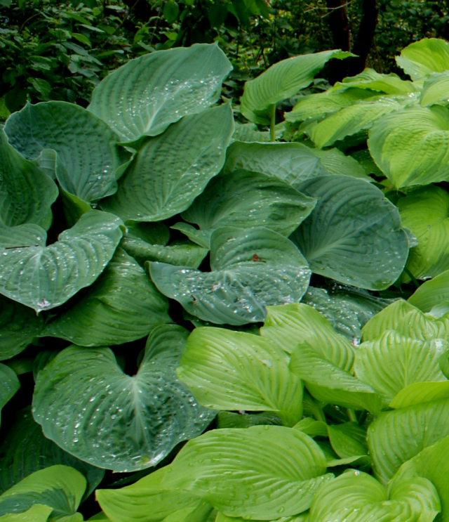 Allegan Emperor Hosta from NH Hostas