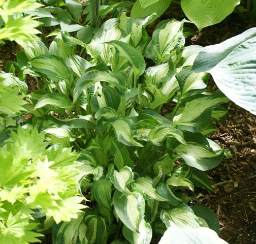 Allegan Fog Hosta from NH Hostas