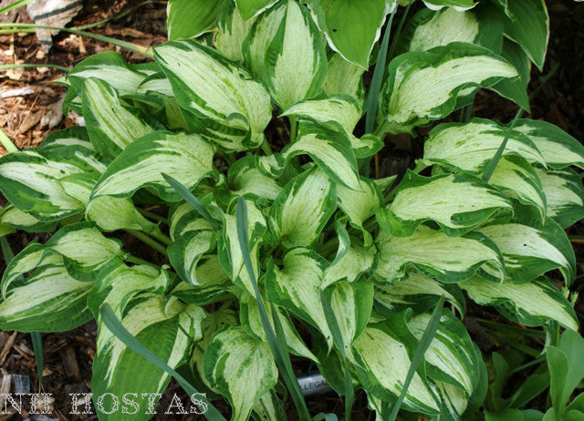 Allegan Fog Hosta from NH Hostas