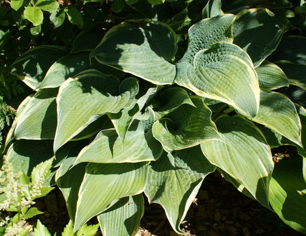 Alligator Shoes Hosta From NH Hostas