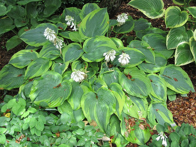 'Alvatine Taylor' Hosta Courtesy of Carol Brashear