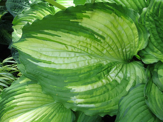 Hosta 'Amalia' Courtesy of Carol Brashear and The Hosta Library
