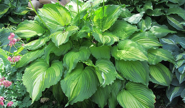 Hosta 'Amalia' Courtesy of Carol Brashear and The Hosta Library