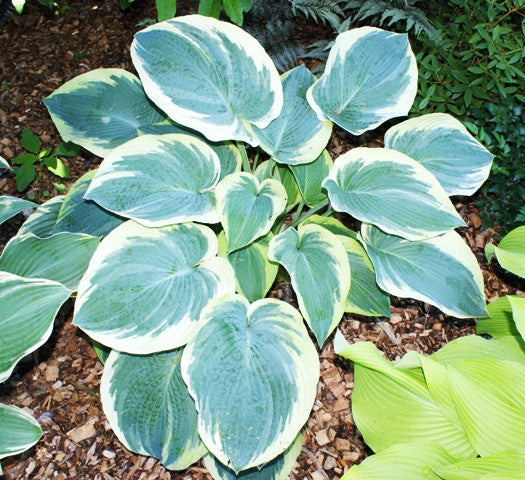 American Halo Hosta