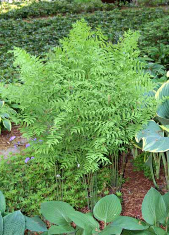 American Royal Fern