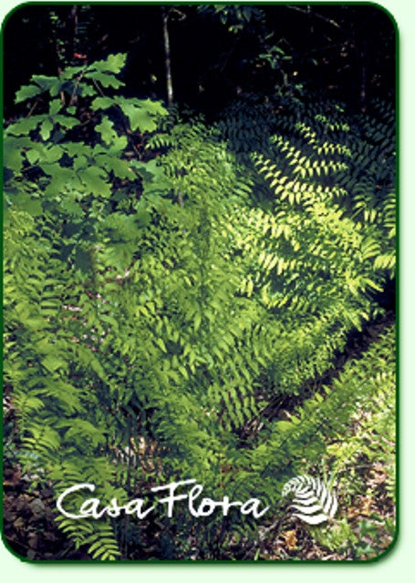 American Royal Fern