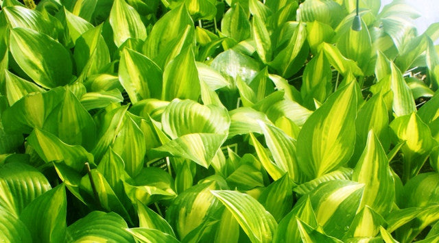 American Sweetheart Hosta From NH Hostas