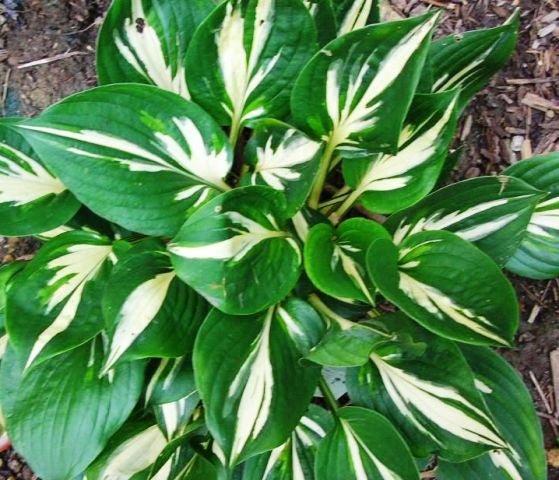 'Americana' Hosta