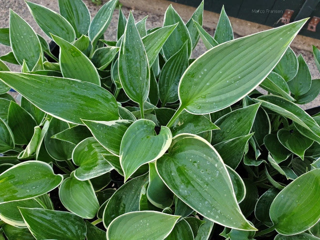 Hosta 'And You and I' Courtesy of Fransen Hostas