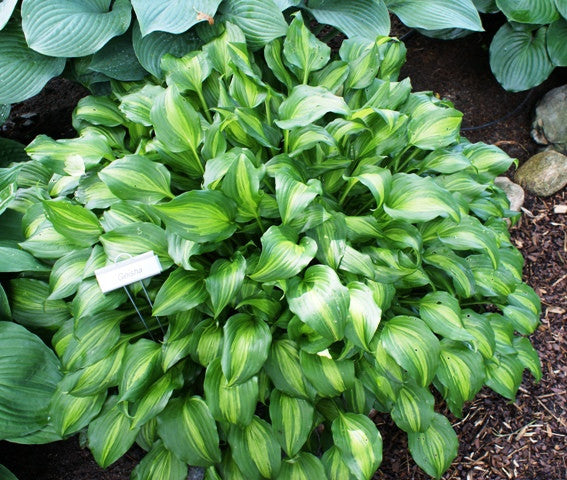 Ani Machi Hosta