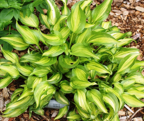Ani Machi Hosta