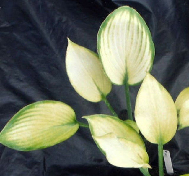 Hosta 'Anna Lindh' Courtesy of Lehel Kosa