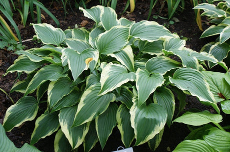 'Antioch' Hosta