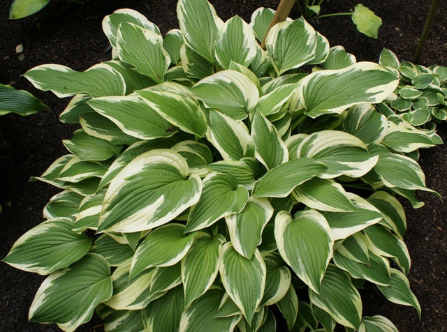 'Antioch' Hosta