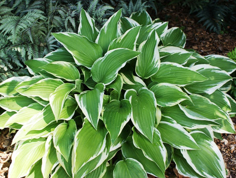 'Antioch' Hosta