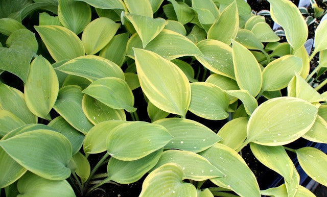 Hosta 'Apple Candy' From NH Hostas