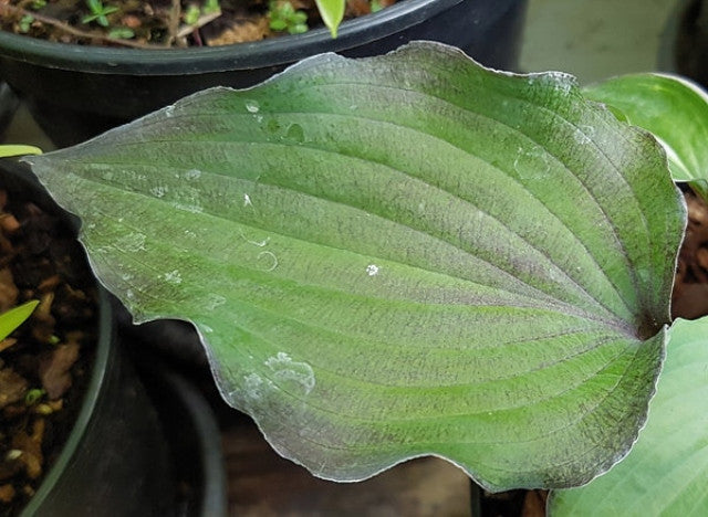 Hosta 'Aquamarine' Courtesy of Hugo Phillips and the Hosta Library