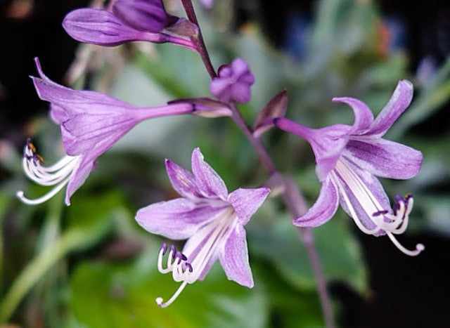 Hosta 'Aquamarine' Courtesy of Jeff White and the Hosta Library