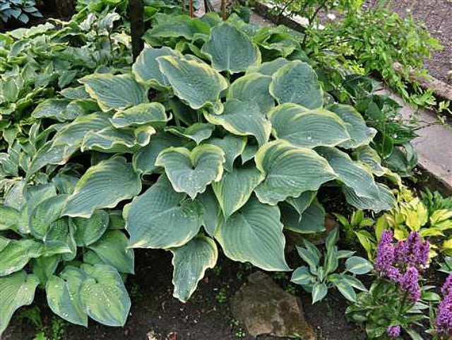 Courtesy of Fransen Hostas