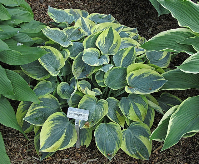 Hosta 'Aristocrat' Courtesy of Carol Brashear