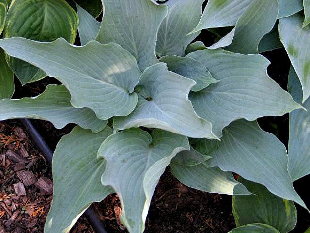 'Astral Bliss' Hosta Courtesy of Don Dean