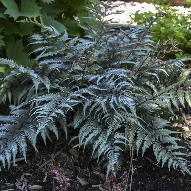 Godzilla Painted Fern Courtesy of Walters Gardens