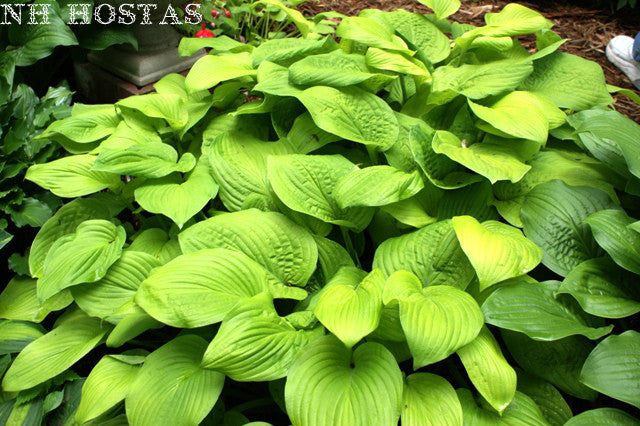 'August Moon' Hosta