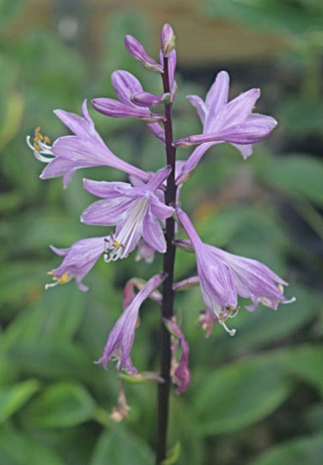Hosta 'Avocado Toast' Courtesy of Bob Solberg