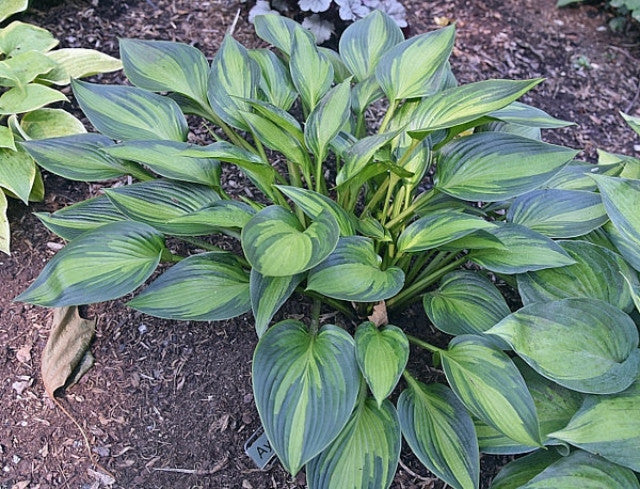 Hosta 'Ayesha' Courtesy of Bert Malkus and the Hosta Library