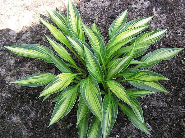 Hosta 'Ayesha' Courtesy of Ejvind Hansen and the Hosta Library