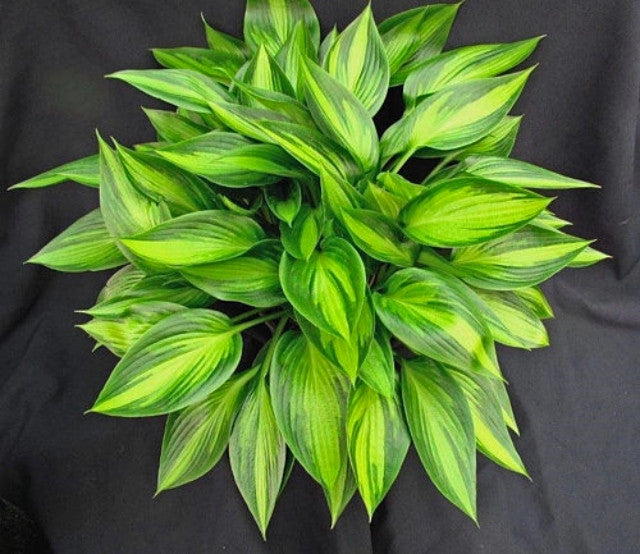 Hosta 'Ayesha' Courtesy of Jan van den Top and the Hosta Library