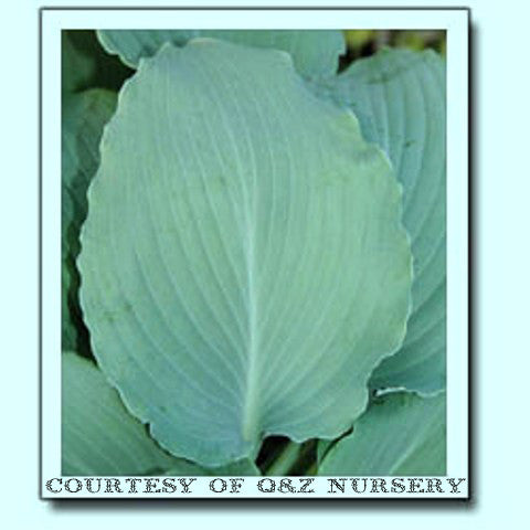'Azure Frills' Hosta Courtesy of Q&Z Nursery