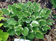 Hosta 'Baby Booties' Courtesy of Carol Brashear