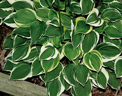 'Baby Booties' Hosta Courtesy of Q&Z Nursery