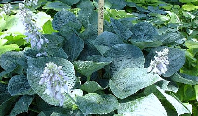 'Bam Bam Blue' Hosta Courtesy of Naylor Creek