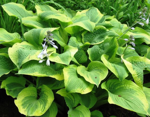 'Band of Gold' Hosta