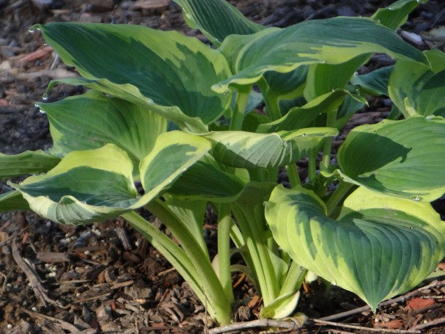 'Band of Gold' Hosta