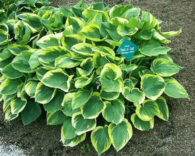 'Band of Gold' Hosta Courtesy of Car Brashear
