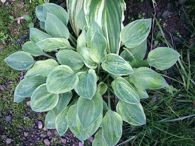 'Bashful' Hosta Courtesy of Carol Brashear