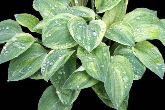 'Bashful' Hosta Courtesy of Carol Brashear