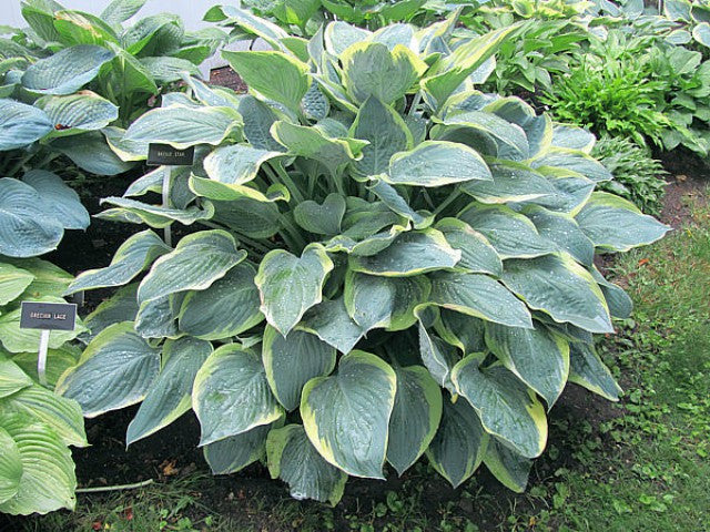 'Battle Star' Hosta Courtesy of Carol Brashear